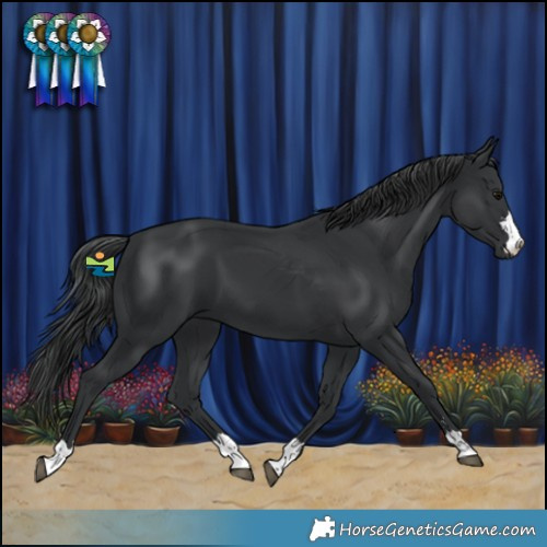 Horse Color:Black 