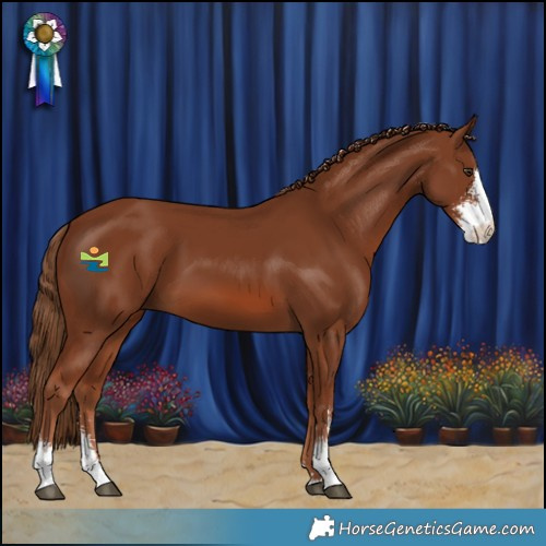 Horse Color:Chestnut Sabino 