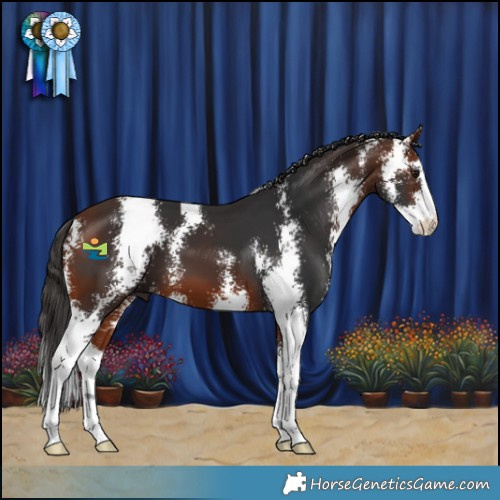 Horse Color:Bay Sabino 