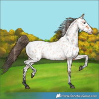 Horse Color:Bay Roan Near Leopard