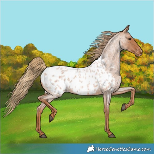 Horse Color:Red Roan Near Leopard 