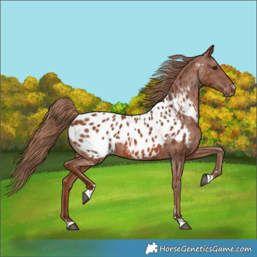 Horse Color:Chestnut Appaloosa 