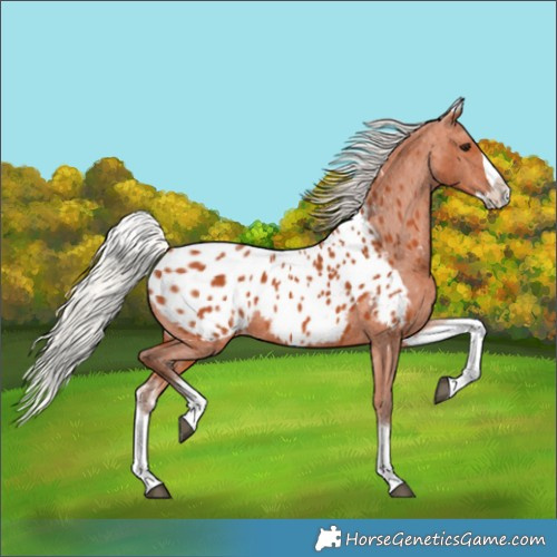 Horse Color:White Spotted Silver Bay Splash Appaloosa 