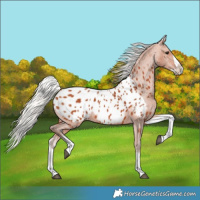 Horse Color:White Spotted Silver Bay Splash Appaloosa 
