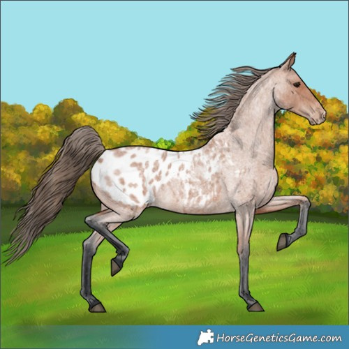 Horse Color:Bay Roan Blanket 