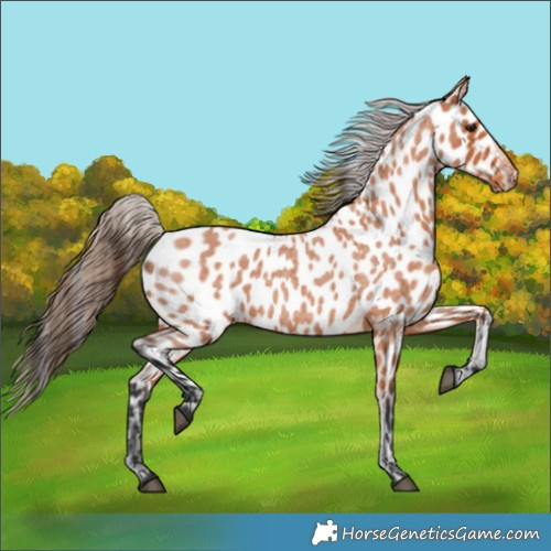 Horse Color:Bay Roan Near Leopard 