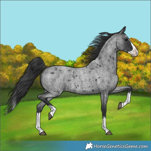 Horse Color:Blue Roan Splash Appaloosa 