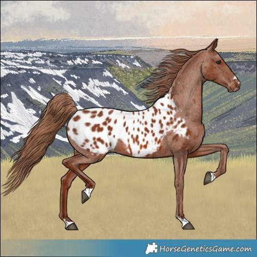 Horse Color:Chestnut Blanket 