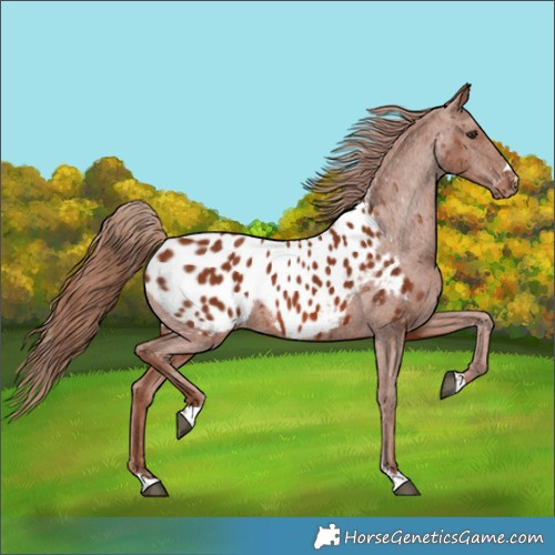 Horse Color:Chestnut Appaloosa 