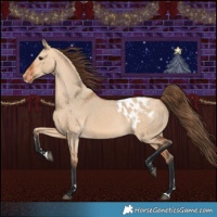 Horse Color:Bay Dun Appaloosa 