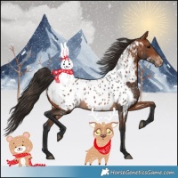 Horse Color:Bay Appaloosa