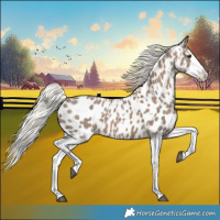 Horse Color:Silver Grullo Sabino Splash Near Leopard  and Silver Grullo Sabino Splash Near Leopard 