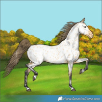 Horse Color:Buckskin Appaloosa