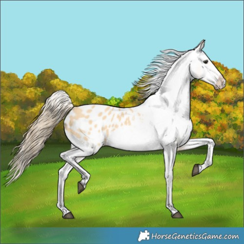 Horse Color:Buckskin Blanket 