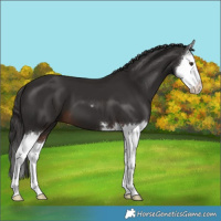 Horse Color:Liver Chestnut Splash 
