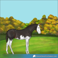 Horse Color:Liver Chestnut Splash 