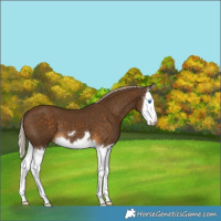 Horse Color:Chocolate Palomino Splash 