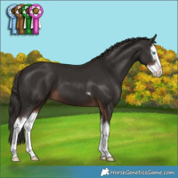 Horse Color:Liver Chestnut Splash
