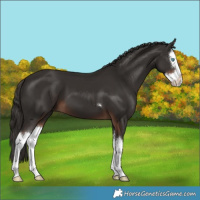Horse Color:Liver Chestnut Splash 