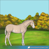 Horse Color:Cremello 