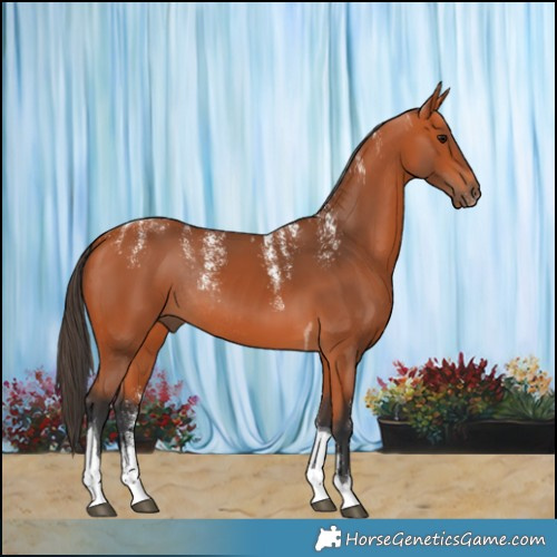 Horse Color:Powder White Bay Tobiano Rabicano 