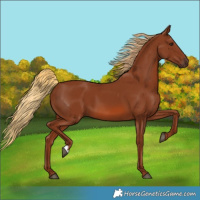 Horse Color:Chestnut 