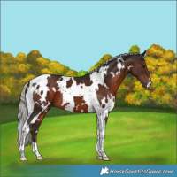 Horse Color:White Spotted Silver Brown Tobiano 