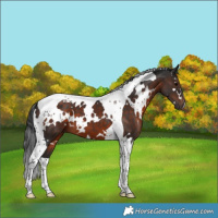 Horse Color:White Spotted Brown Tobiano 