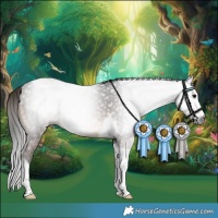 Horse Color:Gray Bay Tobiano 