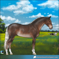 Horse Color:Liver Chestnut Mushroom Rabicano 