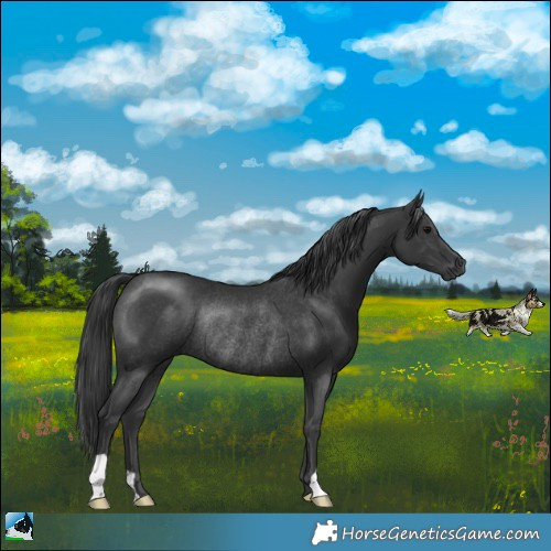 Horse Color:Black Rabicano 