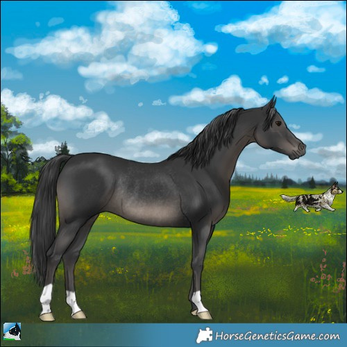 Horse Color:Black Rabicano 