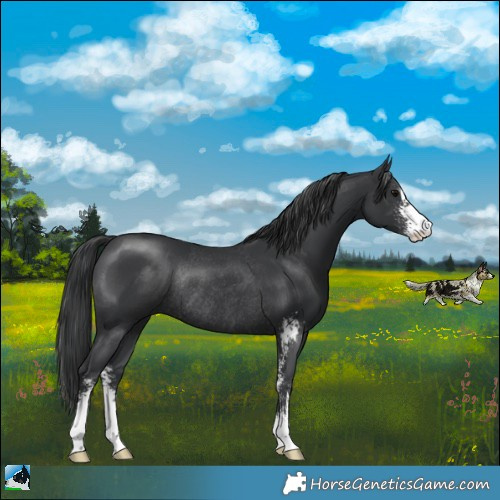 Horse Color:Black Sabino Rabicano 