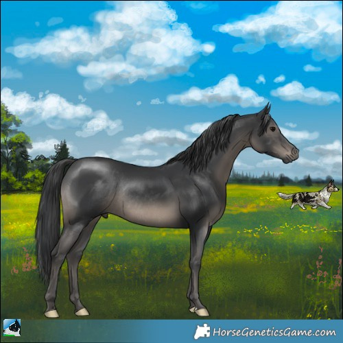 Horse Color:Black Rabicano