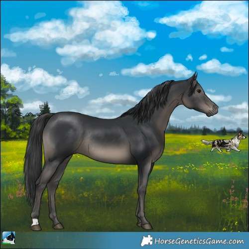 Horse Color:Black Mushroom Rabicano 