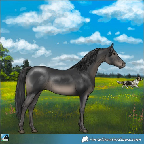 Horse Color:Black Mushroom Rabicano