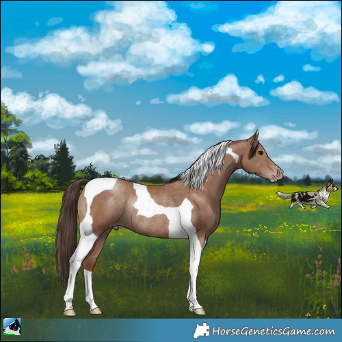 Horse Color:Classic Champagne Tobiano Rabicano 