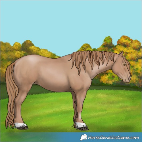 Horse Color:Black Pearl