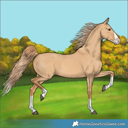 Horse Color:Red Dun Splash 