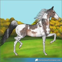 Horse Color:Brown Sabino Tobiano