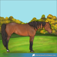 Horse Color:Bay 