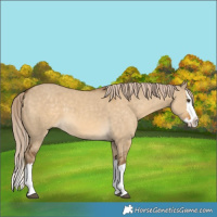 Horse Color:Chocolate Palomino Dun Splash