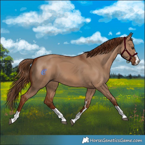 Horse Color:Red Dun 