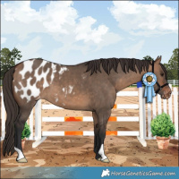 Horse Color:Bay Dun Appaloosa