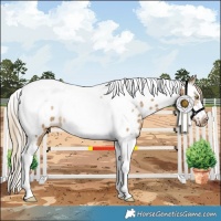 Horse Color:Chocolate Palomino Dun Splash Tobiano Frame Appaloosa Rabicano 