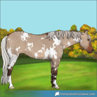 Horse Color:White Spotted Silver Brown Dun 