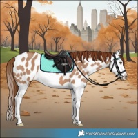 Horse Color:Red Dun Splash Appaloosa