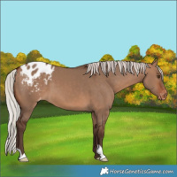 Horse Color:Silver Brown Dun Varnish