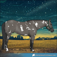 Horse Color:White Spotted Grullo Rabicano
