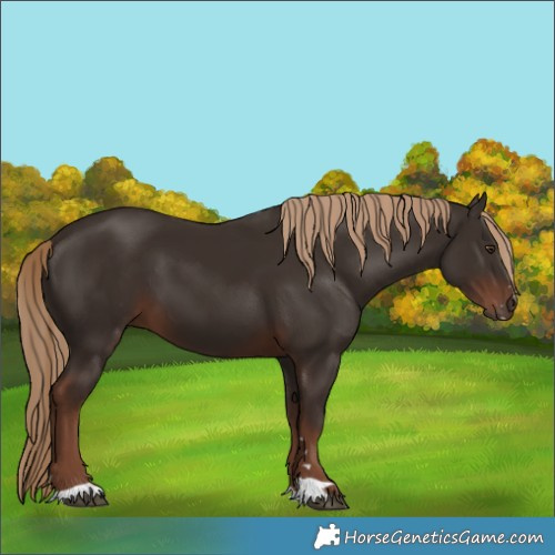 Horse Color:Liver Chestnut 